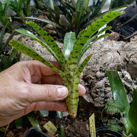 Néoregelia ampullacea