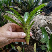 Néoregelia ampullacea