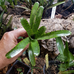 Neoregelia ampullacea – Mini broméliacée tropicale colorée | JungleBox