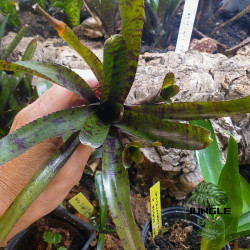 Neoregelia rubifolia