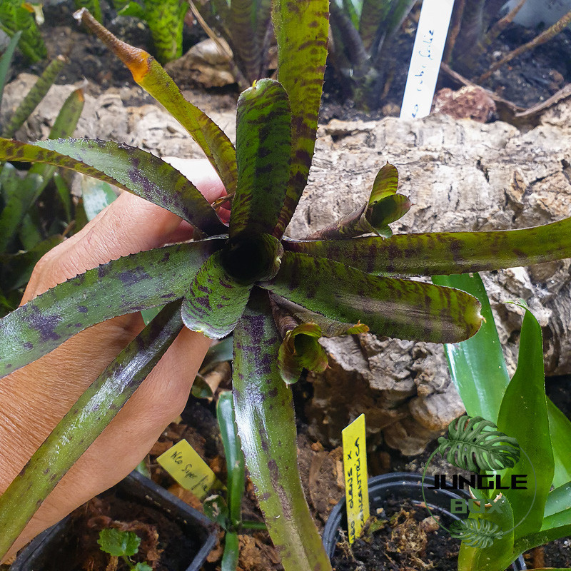 Neoregelia rubrifolia – Broméliacée tropicale rouge pour terrarium | JungleBox Neoregelia rubrifolia – Broméliacée tropicale rouge pour terrarium | JungleBox