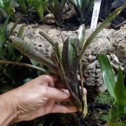 Neoregelia rubrifolia – Broméliacée tropicale rouge pour terrarium | JungleBox
