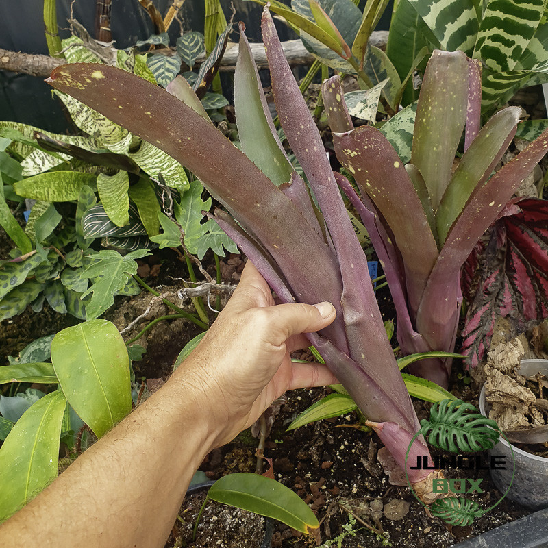 Quesnelia sp Quesnelia sp