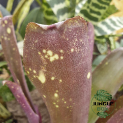 Quesnelia sp. – Broméliacée tropicale rare pour terrarium et intérieur | JungleBox