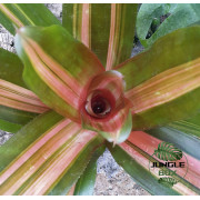 Neoregelia vulcana