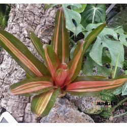 Neoregelia ‘Vulcana’ – Broméliacée rouge pour terrarium