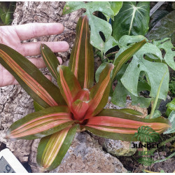 Neoregelia ‘Vulcana’ – Broméliacée rouge pour terrarium