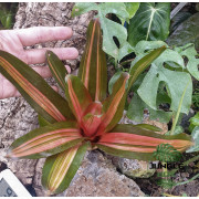 Neoregelia ‘Vulcana’ – Broméliacée rouge pour terrarium