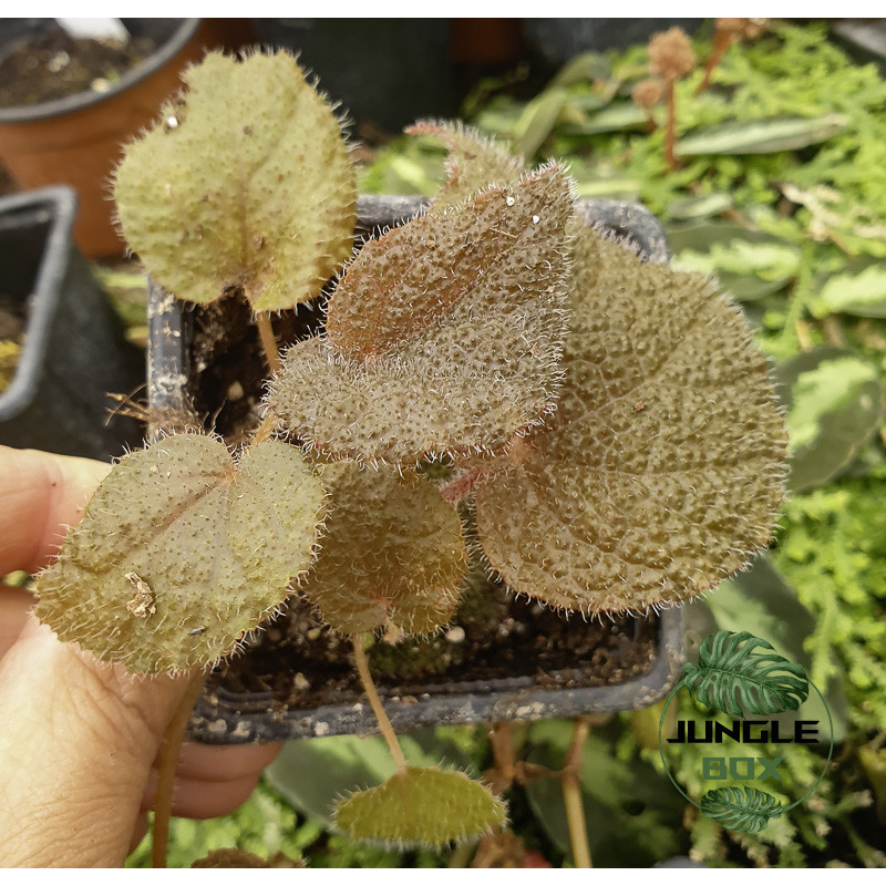Begonia masoniana ‘River’ – Bégonia Croix de Fer rare pour intérieur et terrarium | JungleBox Begonia masoniana ‘River’ – Bégonia Croix de Fer rare pour intérieur et terrarium | JungleBox
