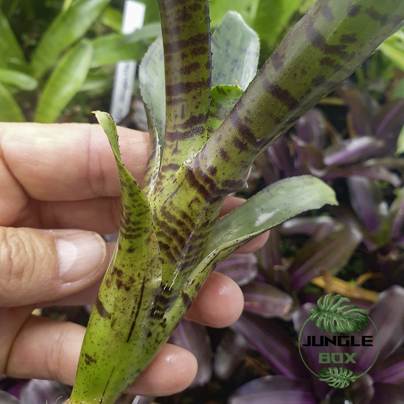 Neoregelia ‘Afrodita’ – Broméliacée tropicale colorée pour terrarium et intérieur | JungleBox Neoregelia ‘Afrodita’ – Broméliacée tropicale colorée pour terrarium et intérieur | JungleBox