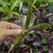 Neoregelia ‘Afrodita’ – Broméliacée tropicale colorée pour terrarium et intérieur | JungleBox