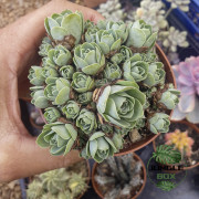 Greenovia aurea – Rose succulente rare des Canaries | JungleBox