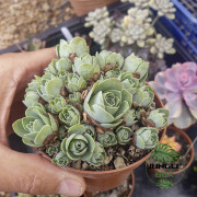 Greenovia aurea – Rose succulente rare des Canaries | JungleBox