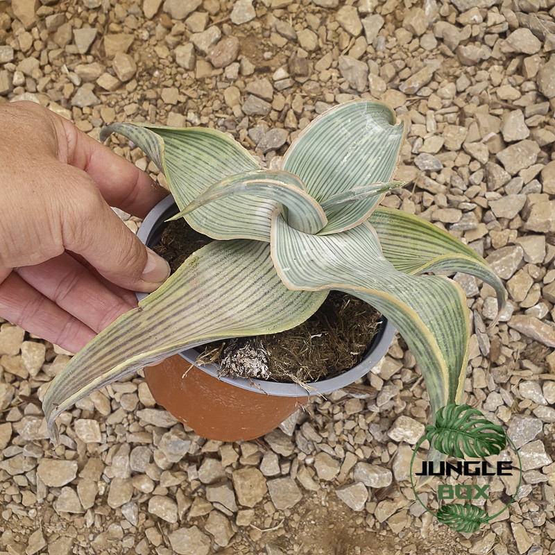 Aloe striata var. karasbergensis – Aloe rare du Karasberg | JungleBox Aloe striata var. karasbergensis – Aloe rare du Karasberg | JungleBox