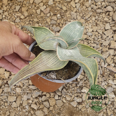 Aloe striata var. karasbergensis – Aloe rare du Karasberg | JungleBox