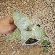 Aloe striata var. karasbergensis – Aloe rare du Karasberg | JungleBox