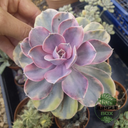 Echeveria rainbow