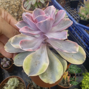 Echeveria Rainbow – Colorful Pastel Succulent | JungleBox
