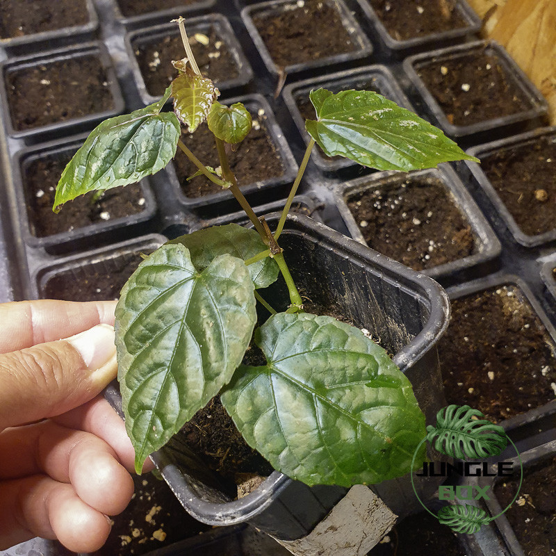 Cissus discolor Cissus discolor