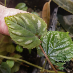 Cissus discolor – Liane exotique aux feuilles veloutées argentées | JungleBox