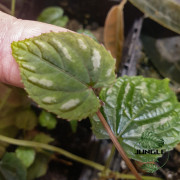 Cissus discolor – Liane exotique aux feuilles veloutées argentées | JungleBox