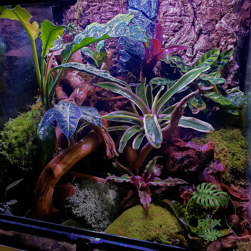 Terrarium planté 45x45x45 cm avec éclairage LED et sélection de plantes tropicales