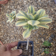 Aeonium Floresens Variegated – Succulente panachée rare | JungleBox