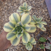 Aeonium Floresens Variegated – Succulente panachée rare | JungleBox