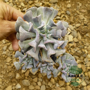 echeveria cubic form