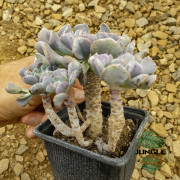 Echeveria Cubic Form – Succulente rare aux formes géométriques | JungleBox