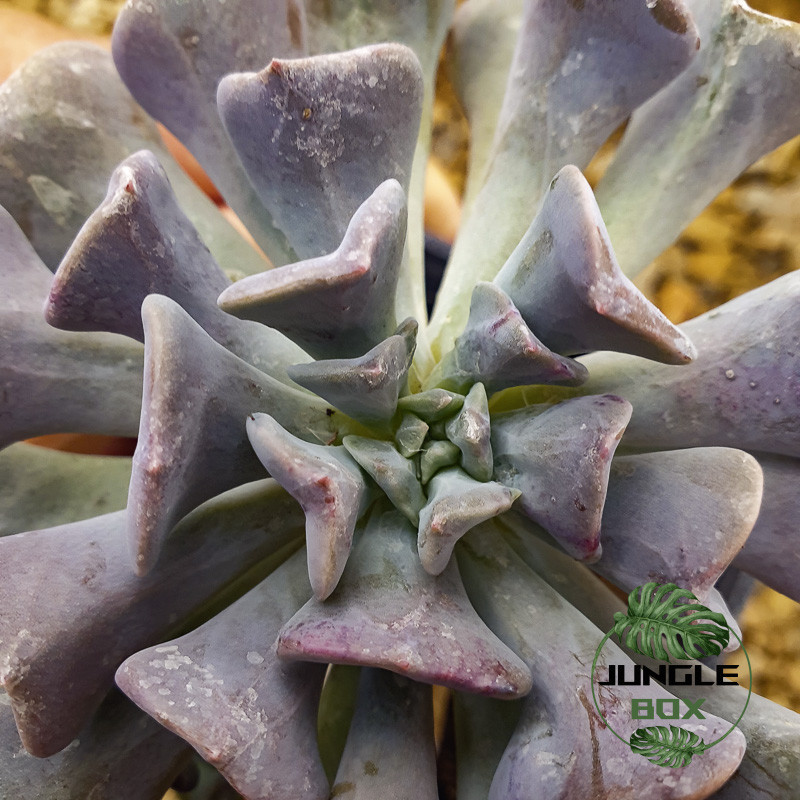 echeveria cubic form
