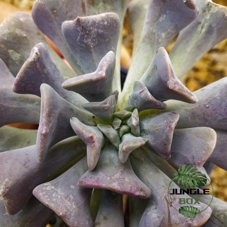 echeveria cubic form