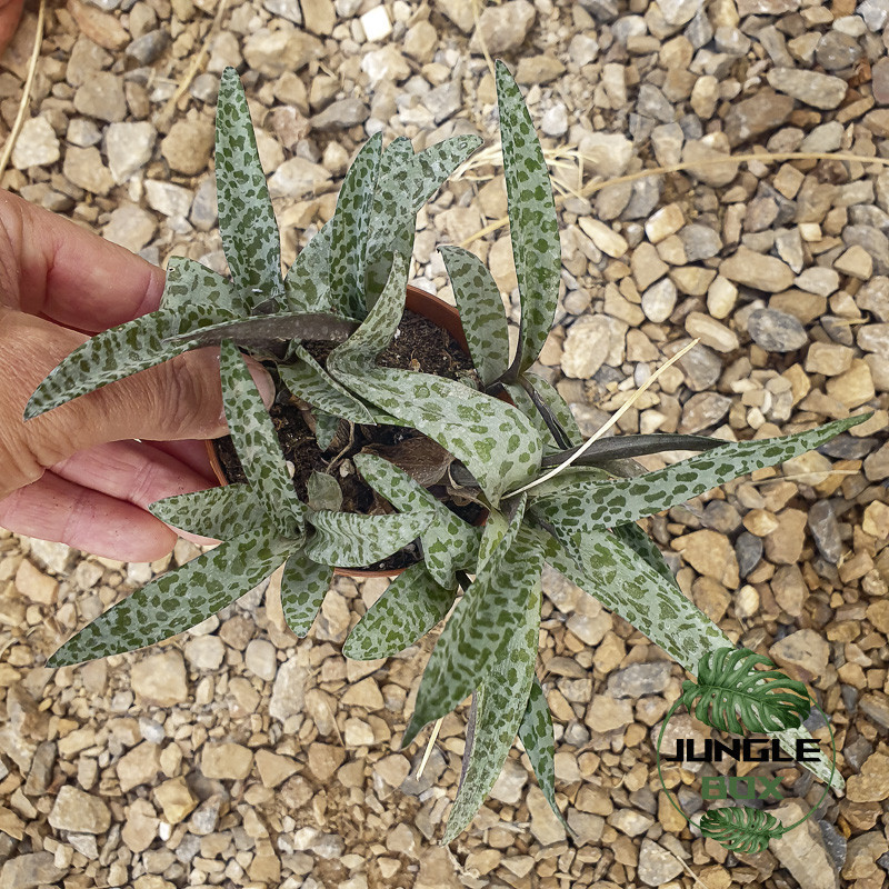 Ledebouria socialis Ledebouria socialis