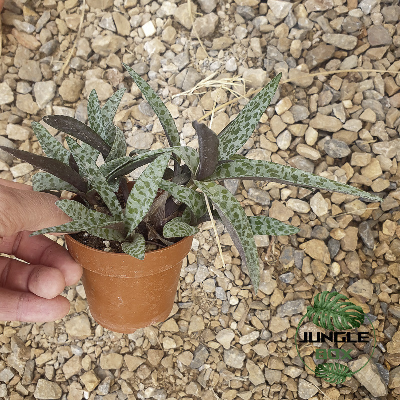 Ledebouria socialis