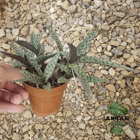 Ledebouria socialis