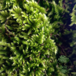 Homalothecium sericeum – Mousse décorative naturelle pour terrarium | JungleBox