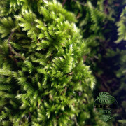Homalothecium sericeum – Mousse décorative naturelle pour terrarium | JungleBox