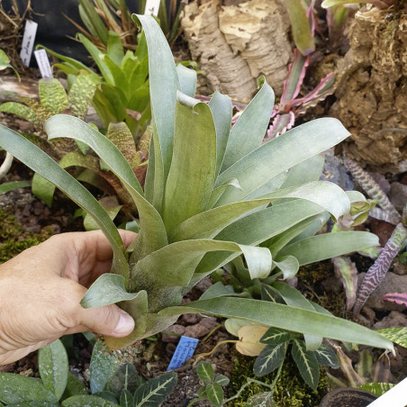 Vriesea botafogensis