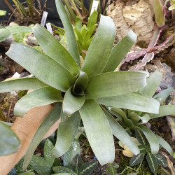 Vriesea botafogensis