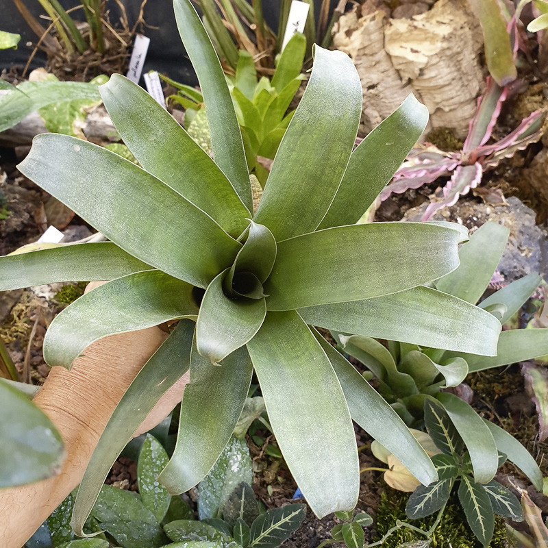 Vriesea botafogensis