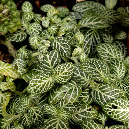 Fittonia white angel