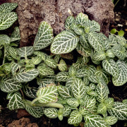 Fittonia White Angel – Plante tropicale au feuillage blanc | JungleBox