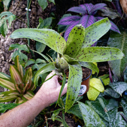 Neoregelia pauciflora – Broméliacée tropicale miniature pour terrarium et déco végétale