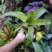 Neoregelia pauciflora – Broméliacée tropicale miniature pour terrarium et déco végétale