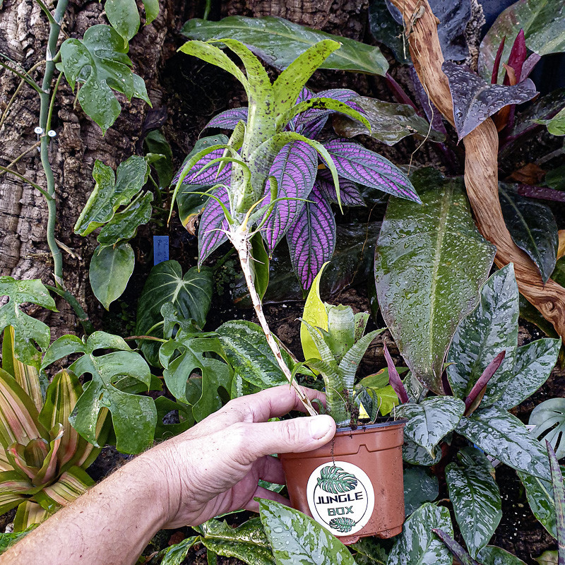 Neoregelia pauciflora XL