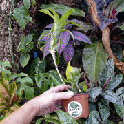 Neoregelia pauciflora XL