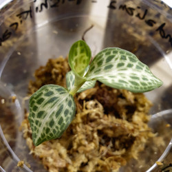 Orchidée bijou goodyera schlechtendaliana