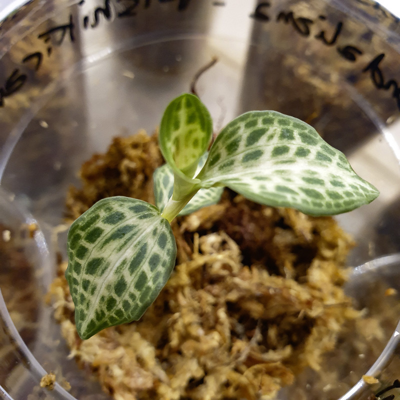 Orchidée bijou goodyera schlechtendaliana