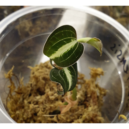 Anoectochilus siamensis – Rare Jewel Orchid with Golden Veins