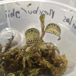 Jewel orchid Anoectochilus roxburghii gold bar